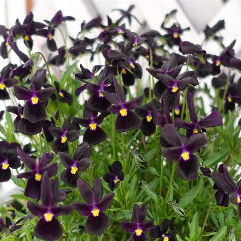 【26年秋冬11月中旬納品】ビオラ(茨城)