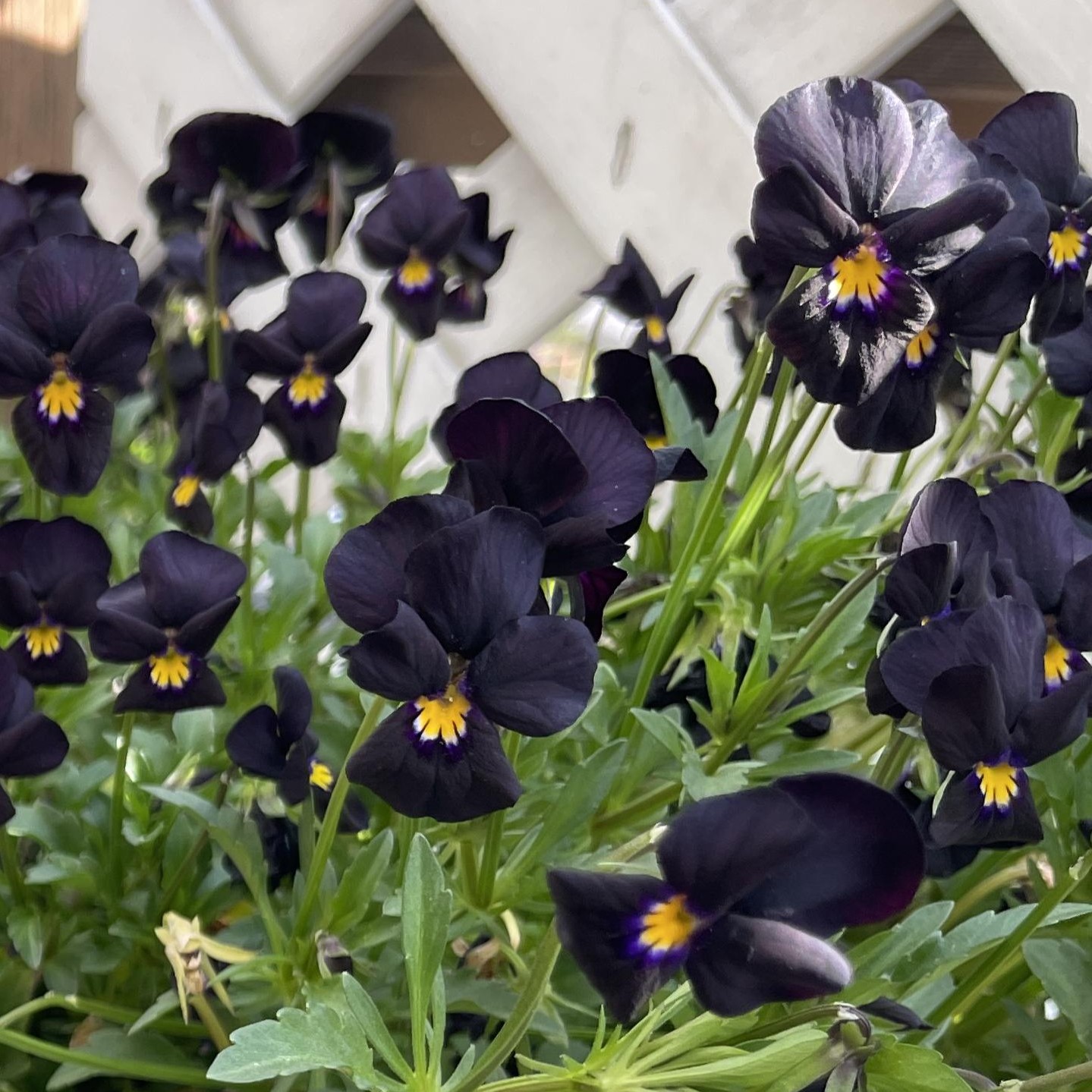 【26年秋冬11月中旬納品】ビオラ(茨城)