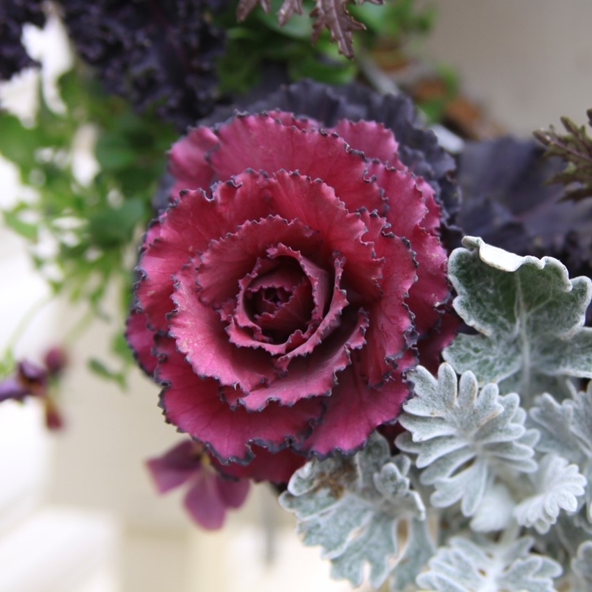 【26年秋冬12月上旬納品】葉牡丹(茨城)