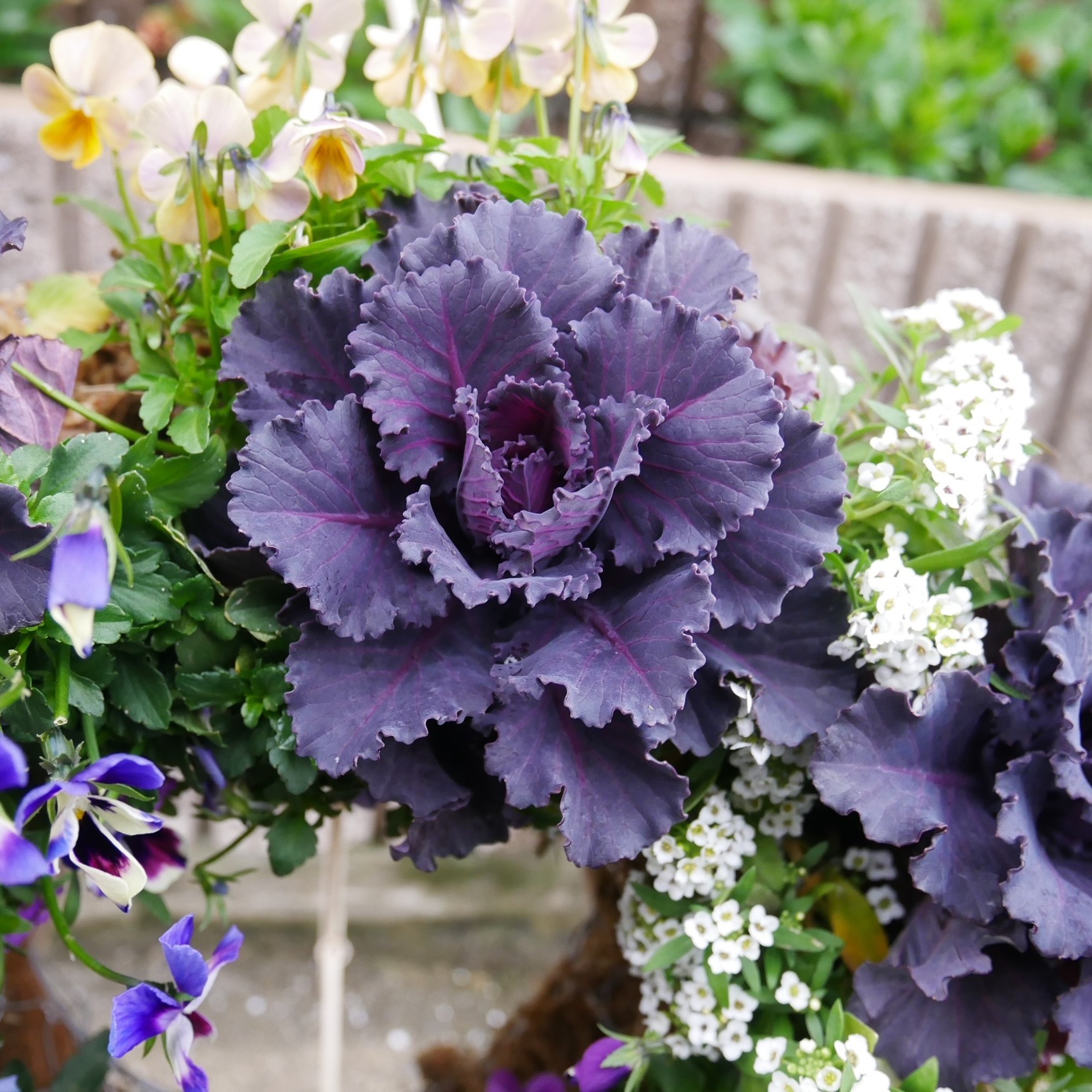 【26年秋冬12月上旬納品】葉牡丹(茨城)