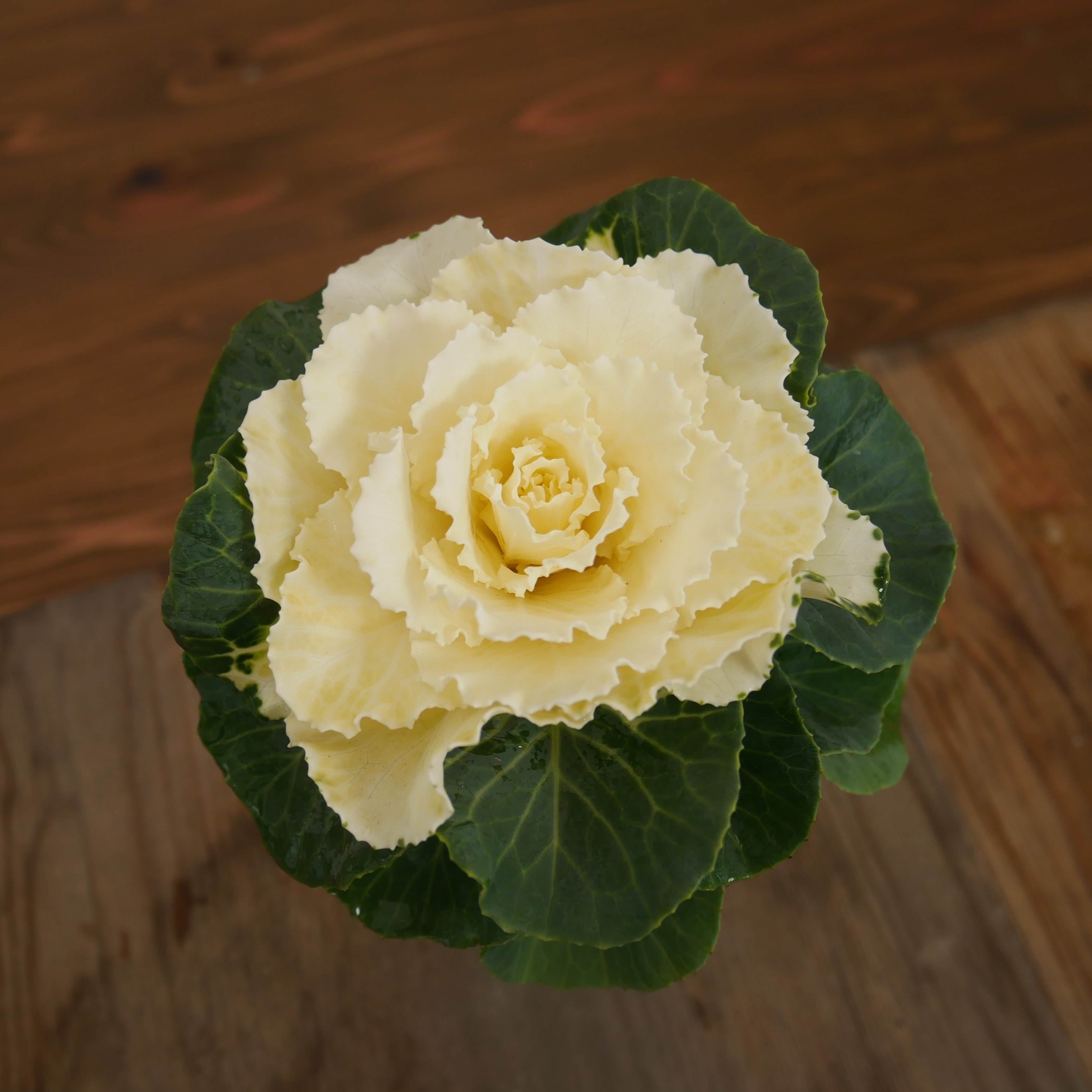 【26年秋冬12月上旬納品】葉牡丹(茨城)