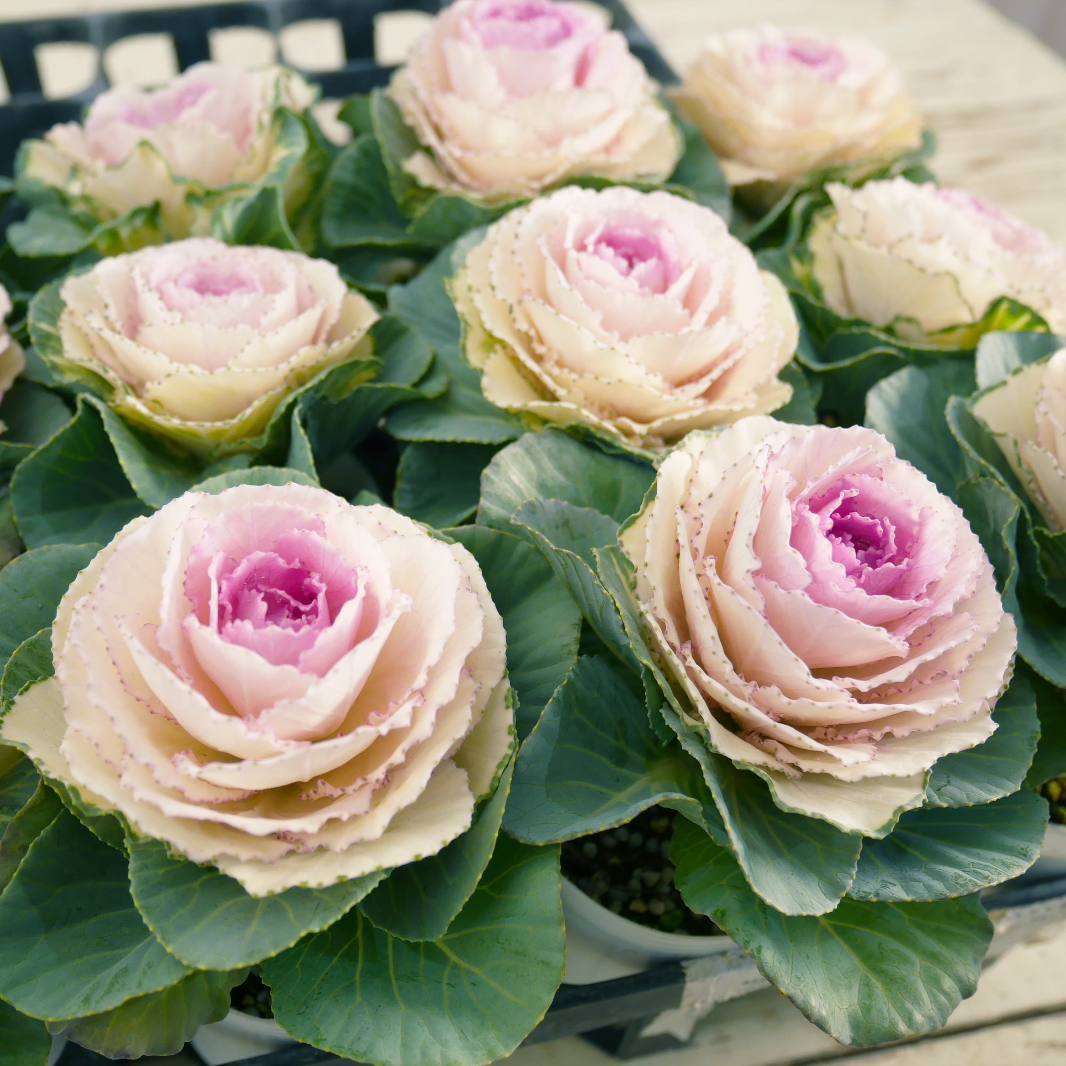 【26年秋冬12月上旬納品】葉牡丹(茨城)