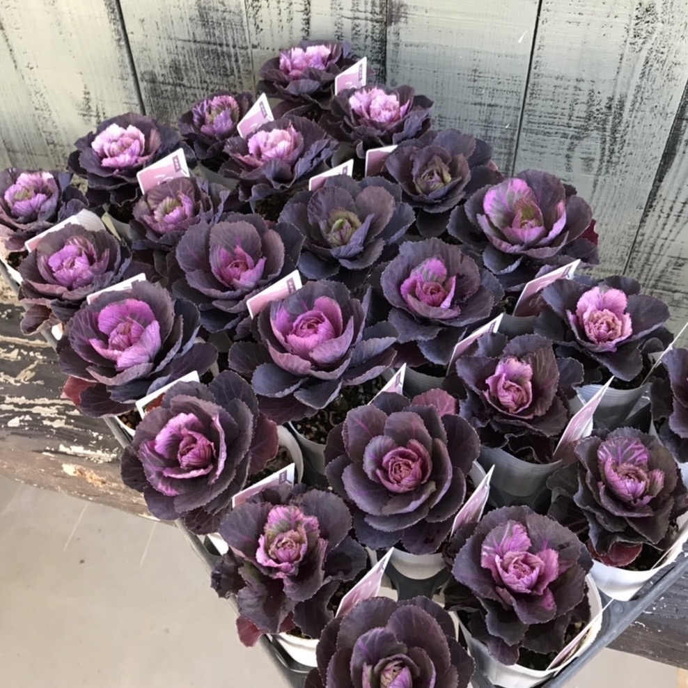 【26年秋冬11月中旬納品】葉牡丹(八ヶ岳)