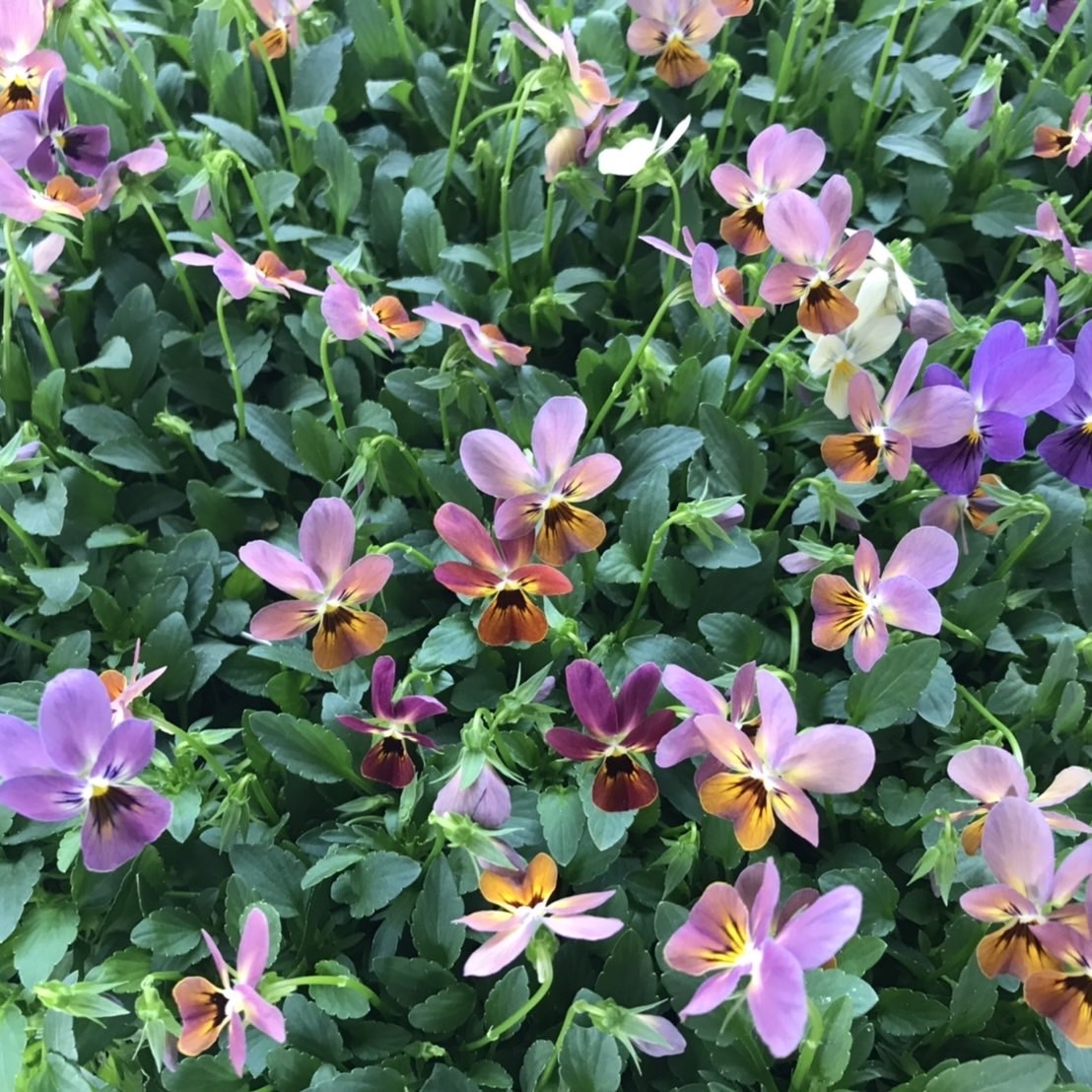 【26年秋冬11月上旬納品】ビオラ(八ヶ岳)