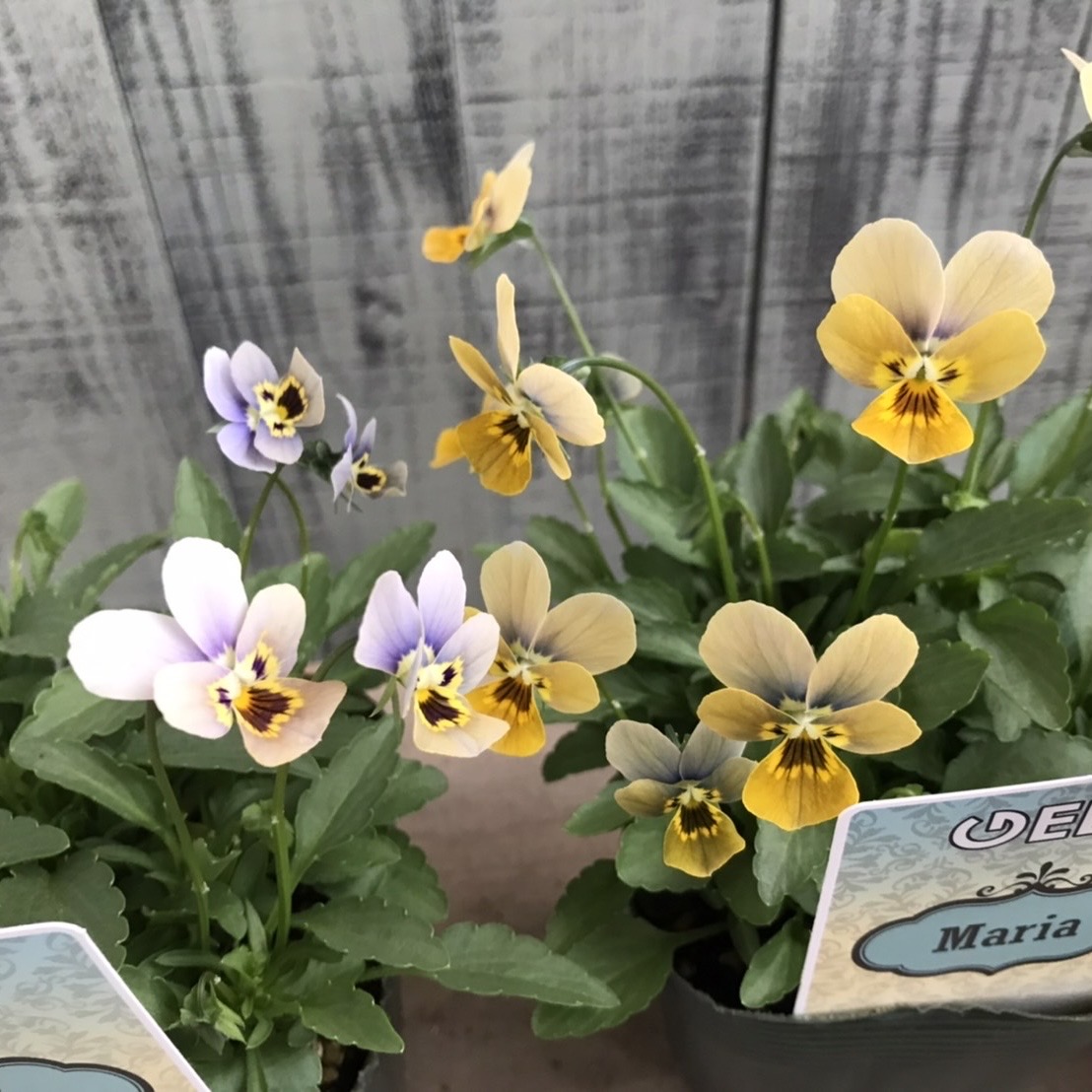 【26年秋冬11月上旬納品】ビオラ(八ヶ岳)