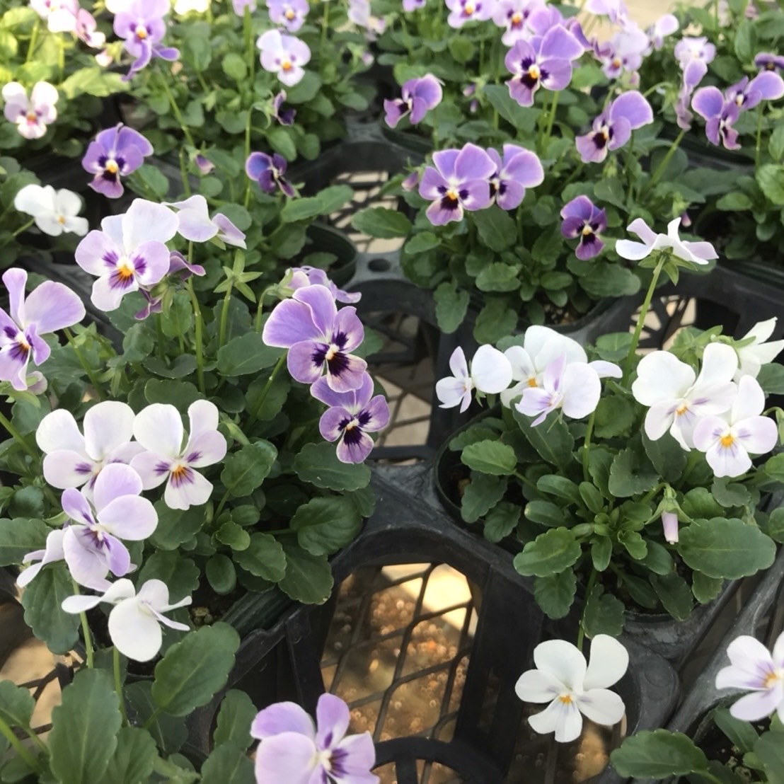 【26年秋冬11月中旬納品】ビオラ(八ヶ岳)