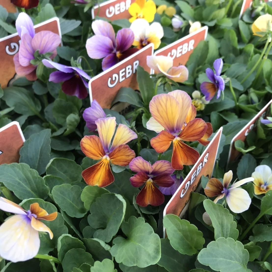 【26年秋冬10月下旬納品】ビオラ(八ヶ岳)