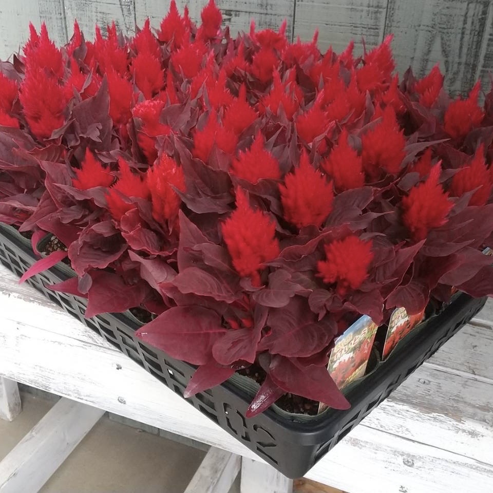 【26秋冬9月上旬】秋色けいとう