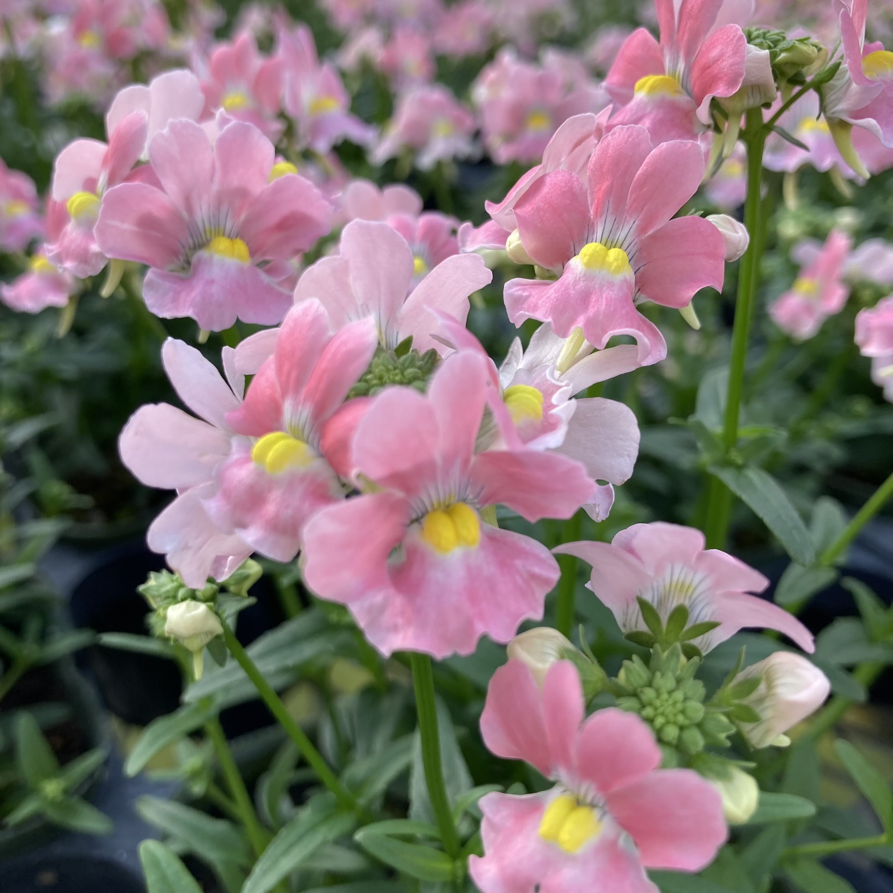 【26秋冬10月上旬納品】ネメシアメーテル8品種アソート