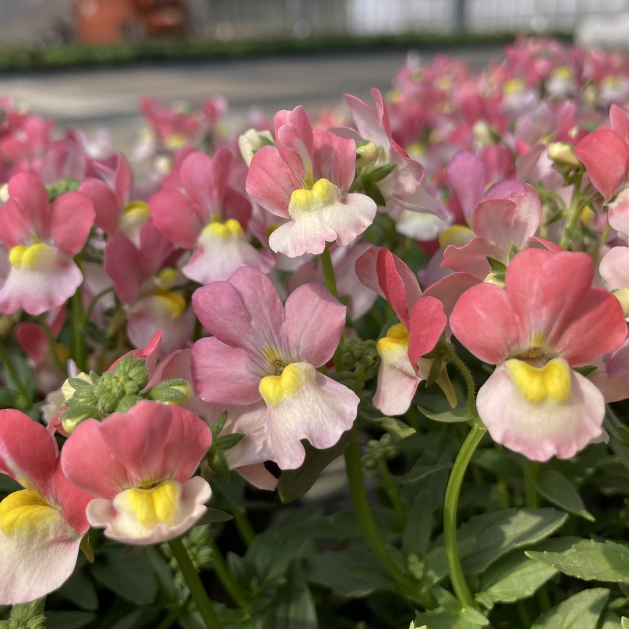 【26秋冬10月上旬納品】ネメシアメーテル8品種アソート