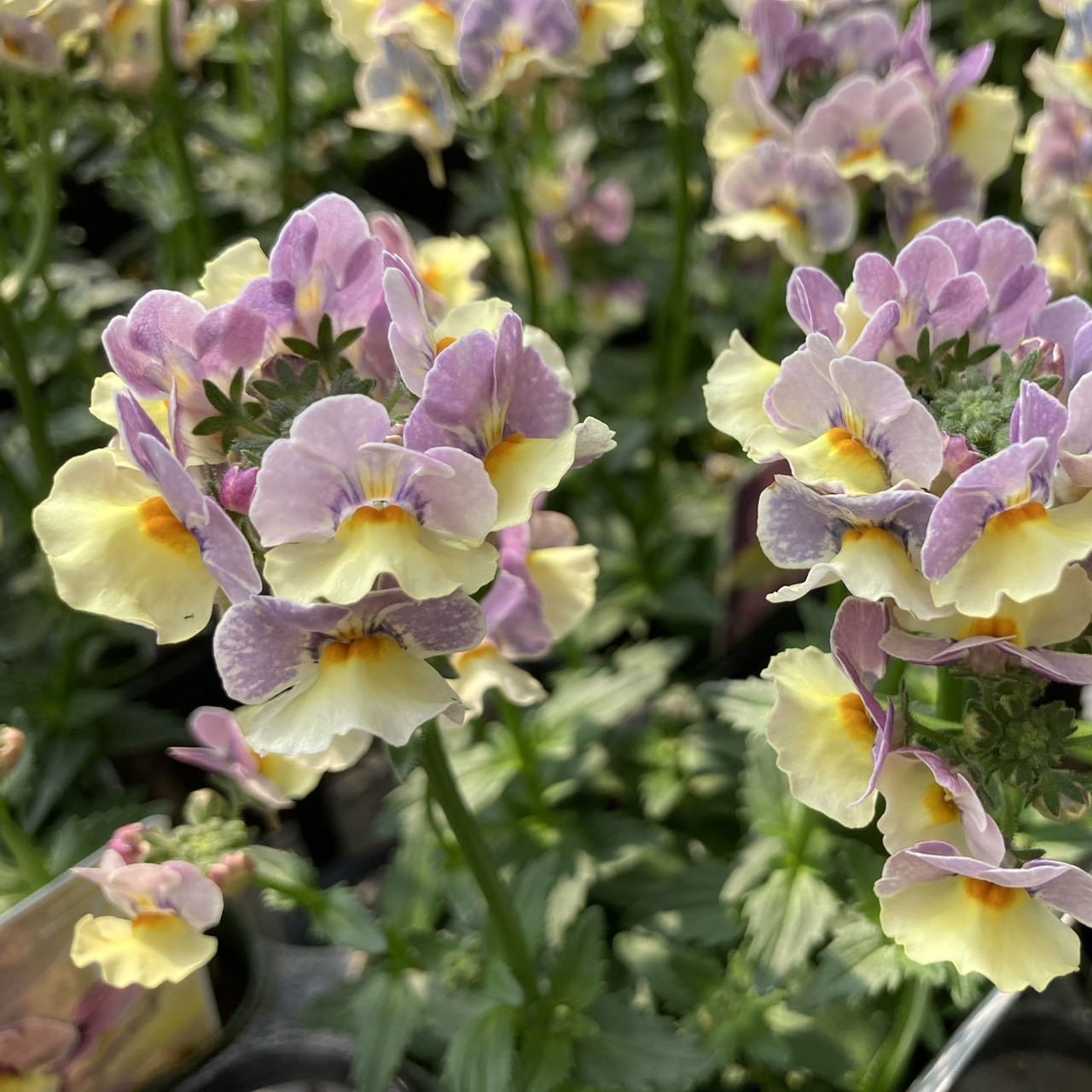 【26秋冬10月中旬納品】ネメシアメーテル8品種アソート