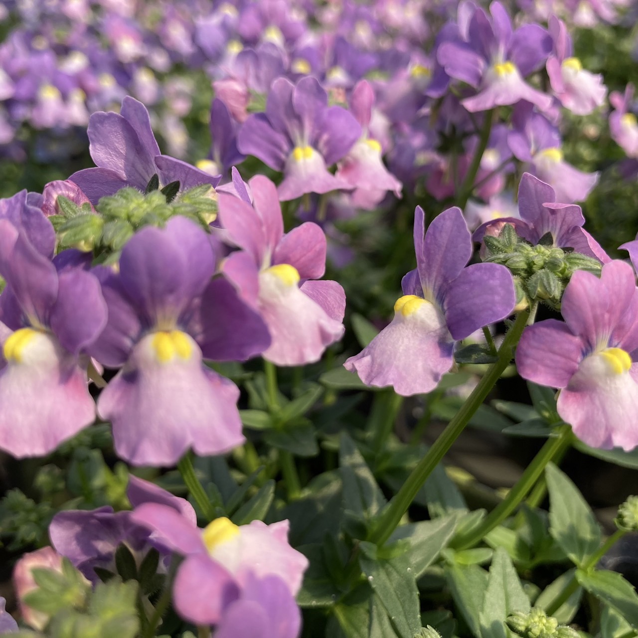 【26秋冬10月下旬納品】ネメシアメーテル8品種アソート