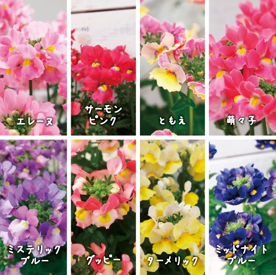 【26秋冬11月上旬納品】ネメシアメーテル8品種アソート