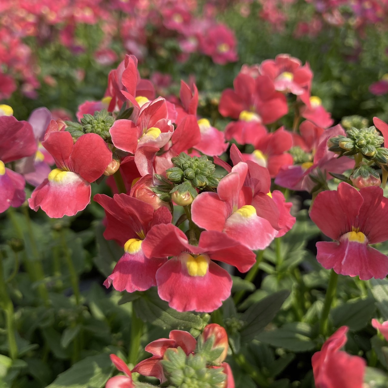 【26秋冬11月上旬納品】ネメシアメーテル8品種アソート