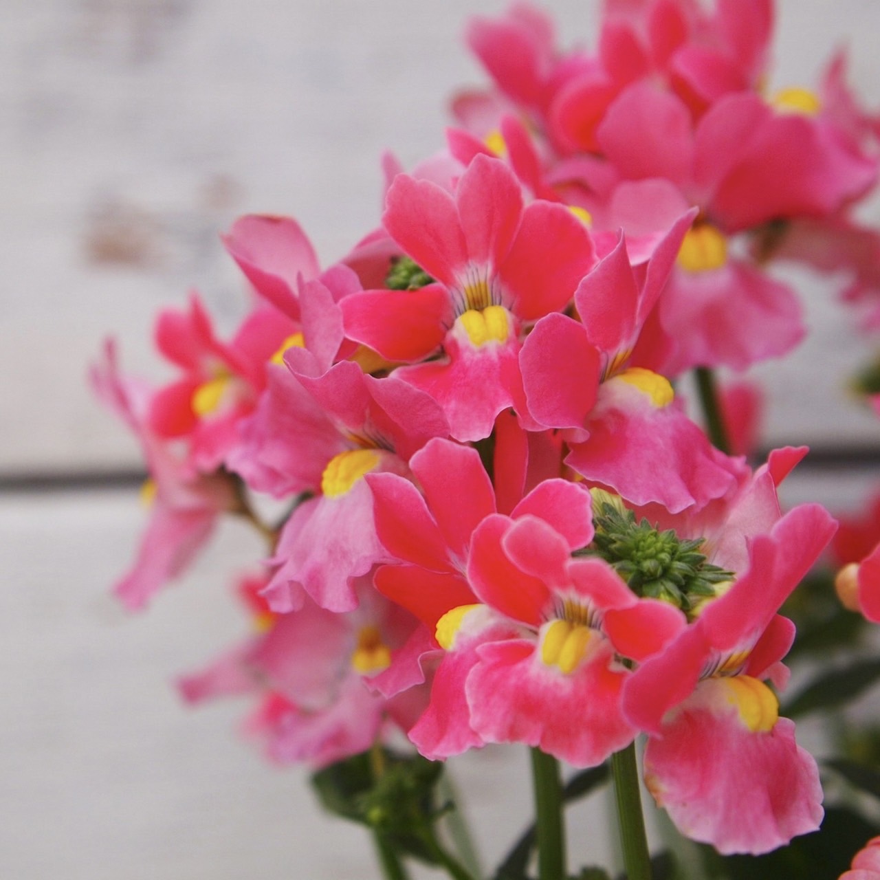 【26秋冬11月上旬納品】ネメシアメーテル8品種アソート