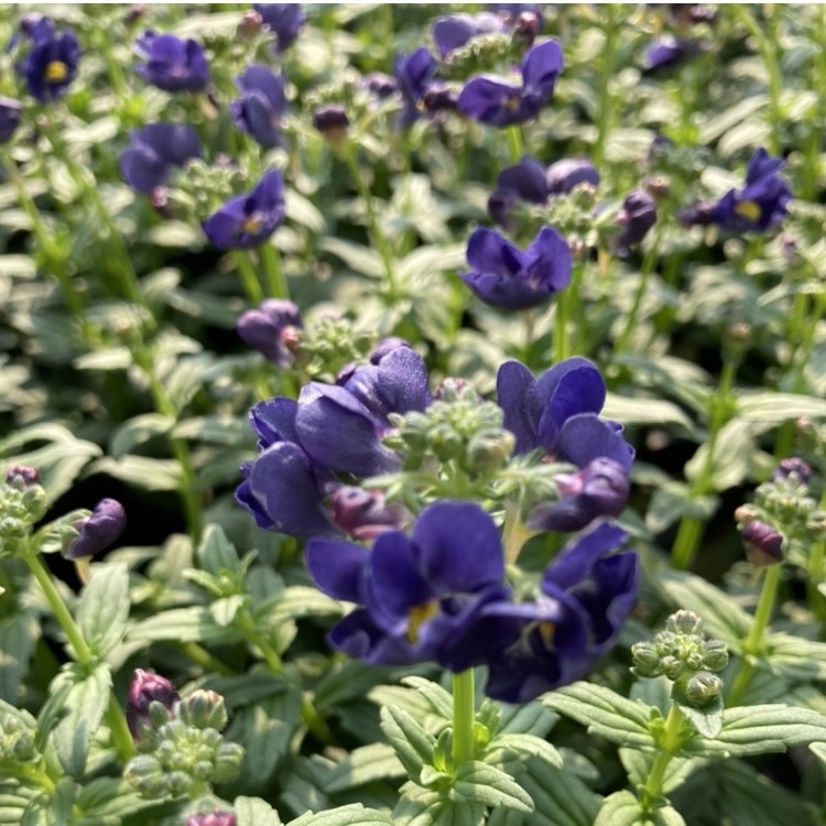 【26秋冬11月上旬納品】ネメシアメーテル8品種アソート