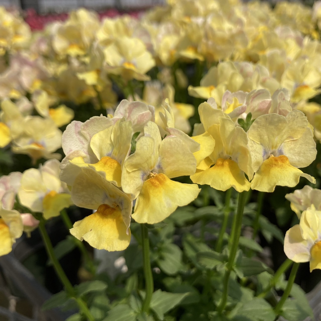 【26秋冬11月下旬納品】ネメシアメーテル8品種アソート