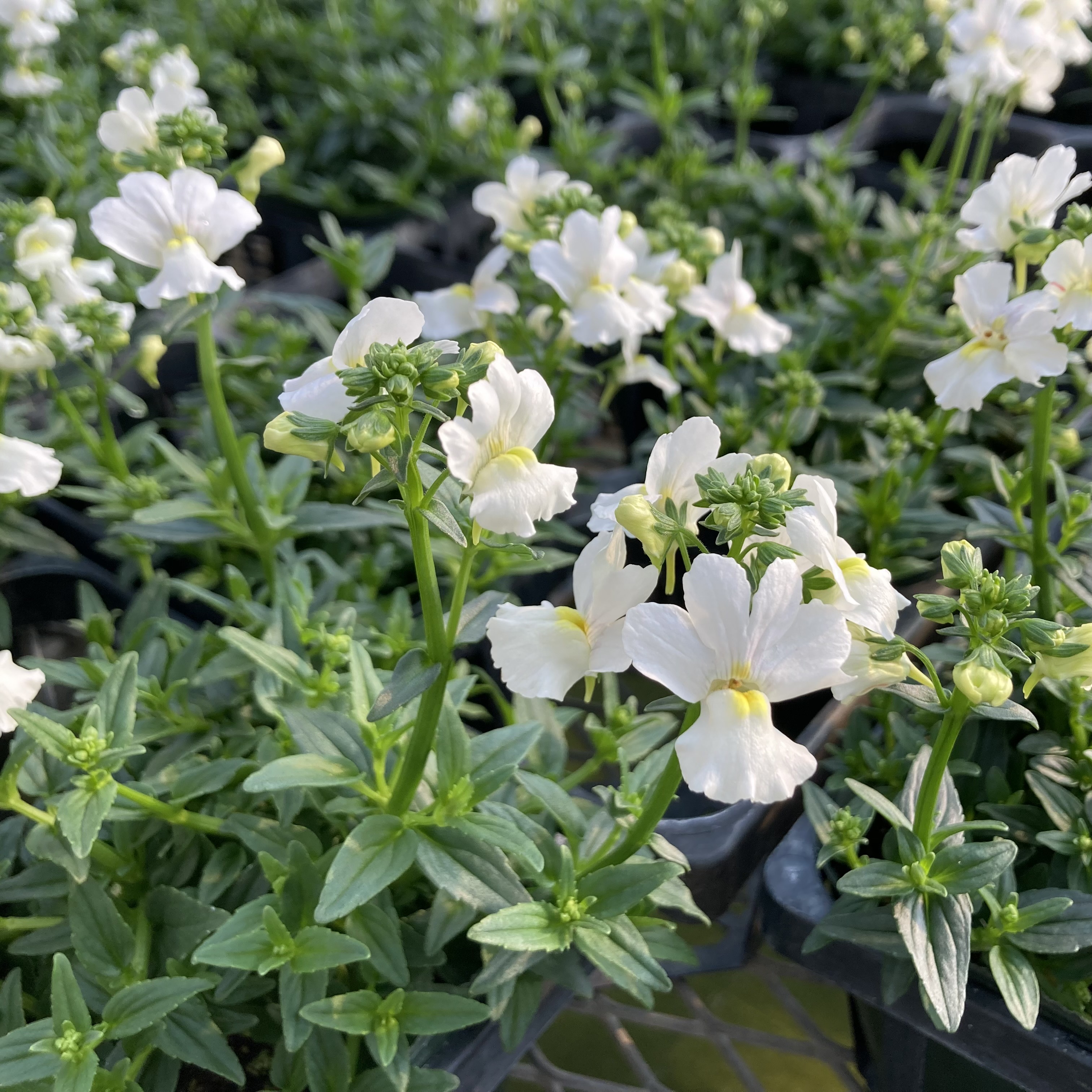 【26年秋冬10月下旬納品】ネメシアメーテル