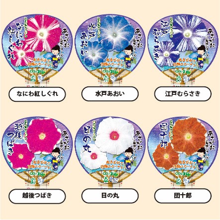【26春夏6月下旬納品】朝顔ご当地シリーズ6品種アソート