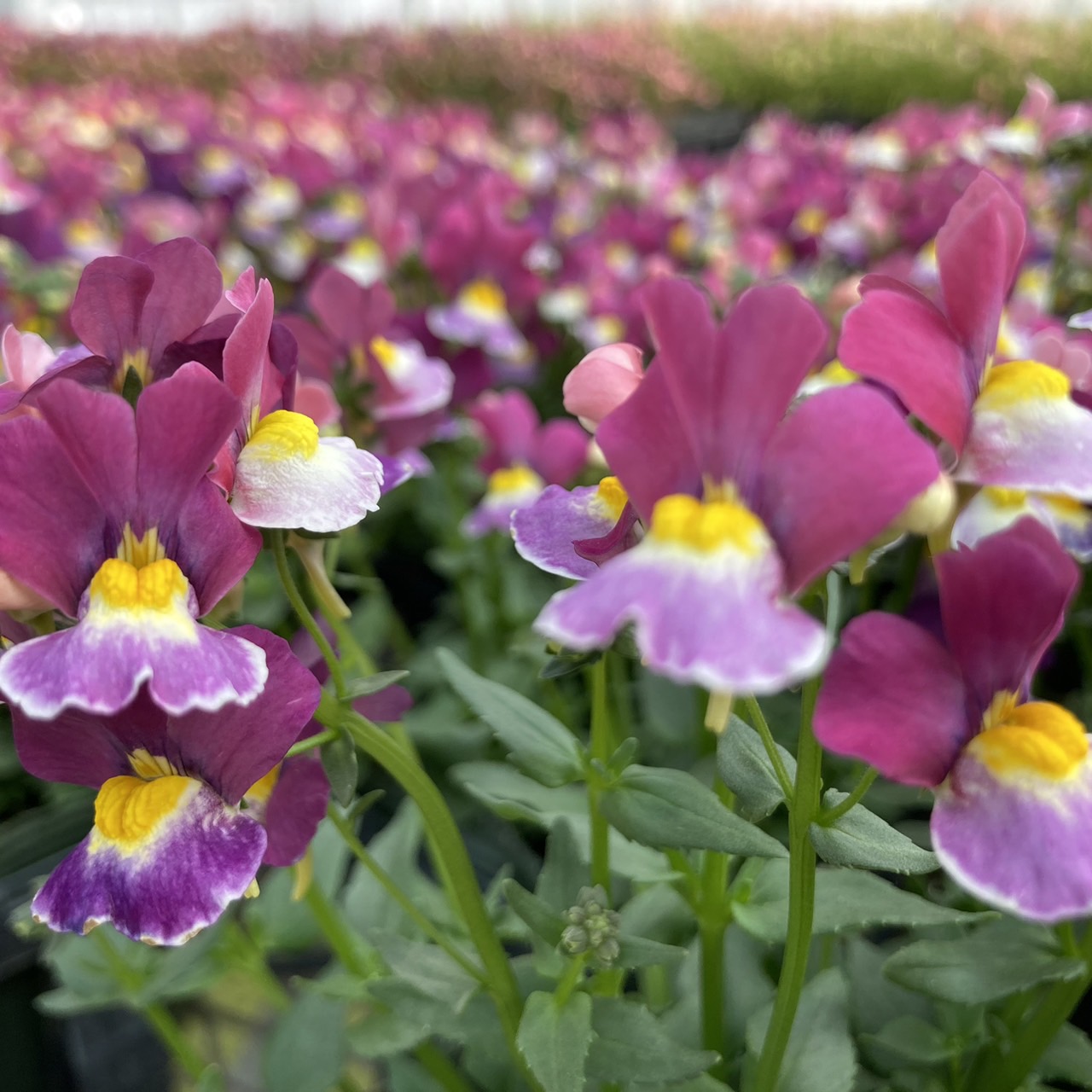 【27春夏3月下旬納品】ネメシアメーテル