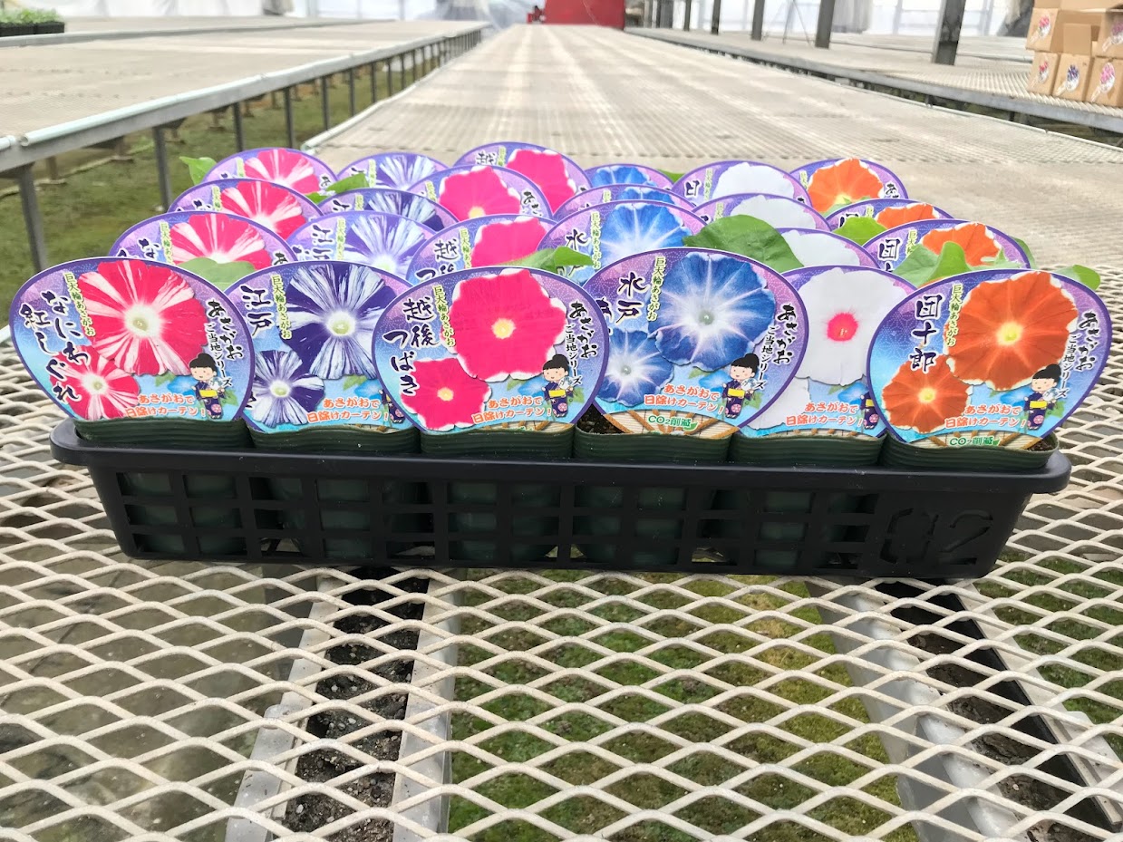【27春夏6月下旬納品】朝顔ご当地シリーズ