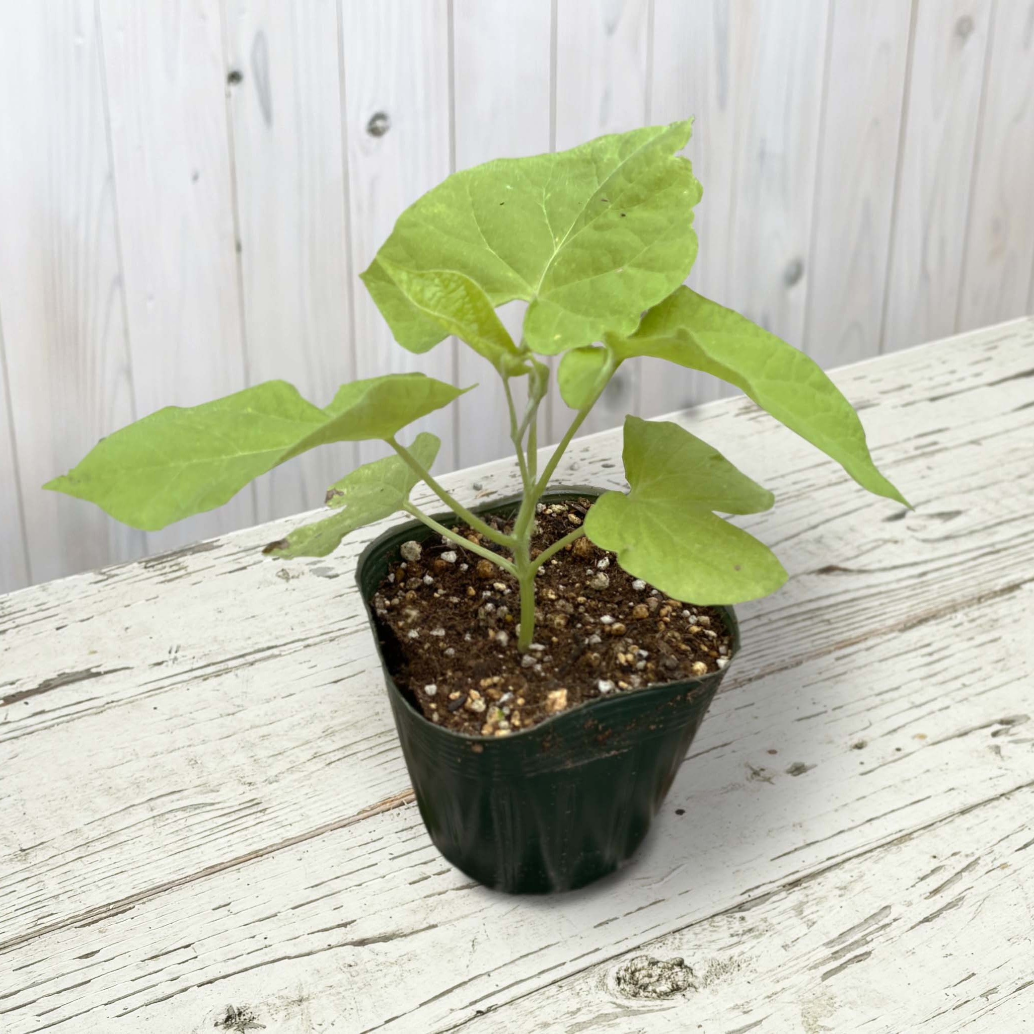 【27春夏5月中旬納品】朝顔　満月