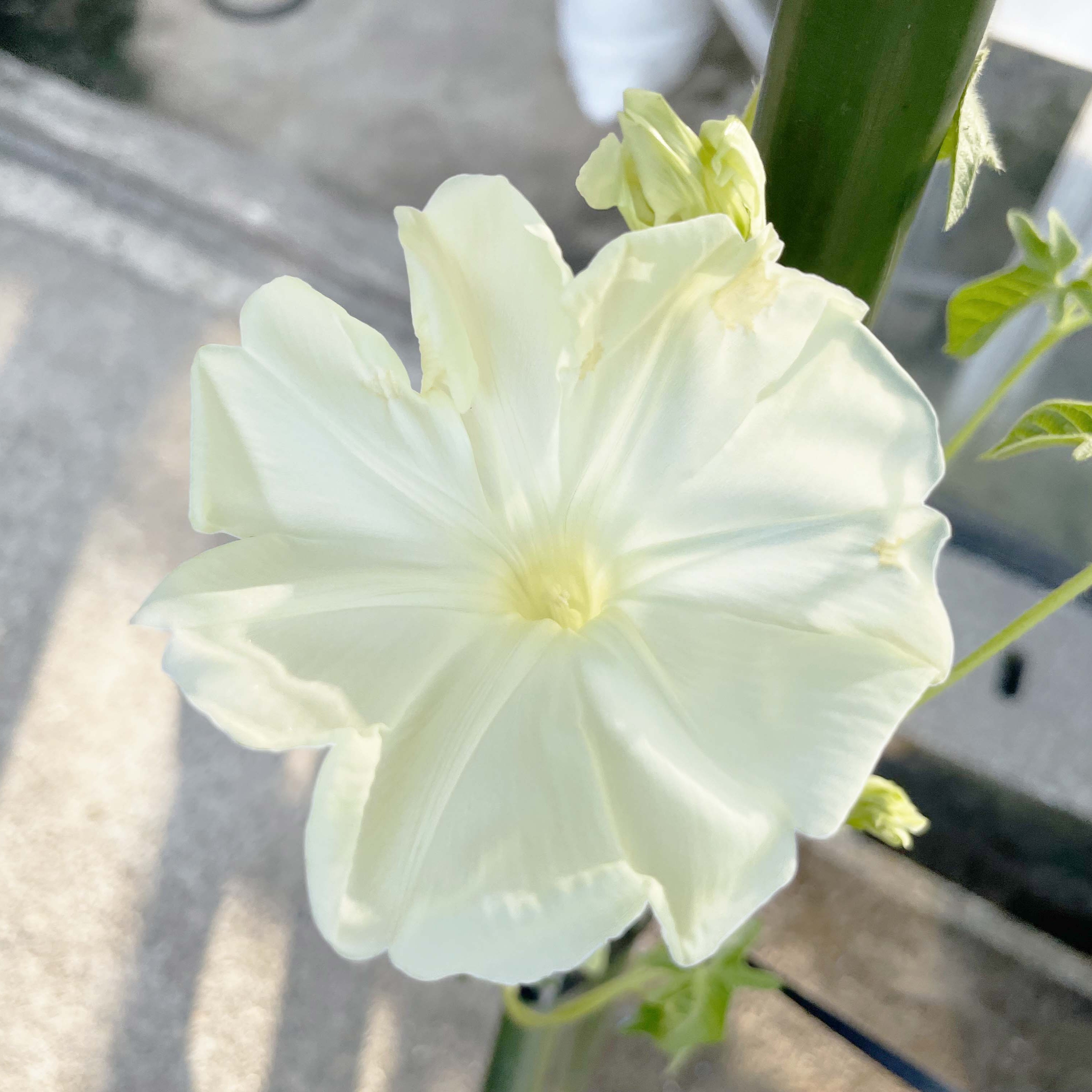 【27春夏5月下旬納品】朝顔　満月