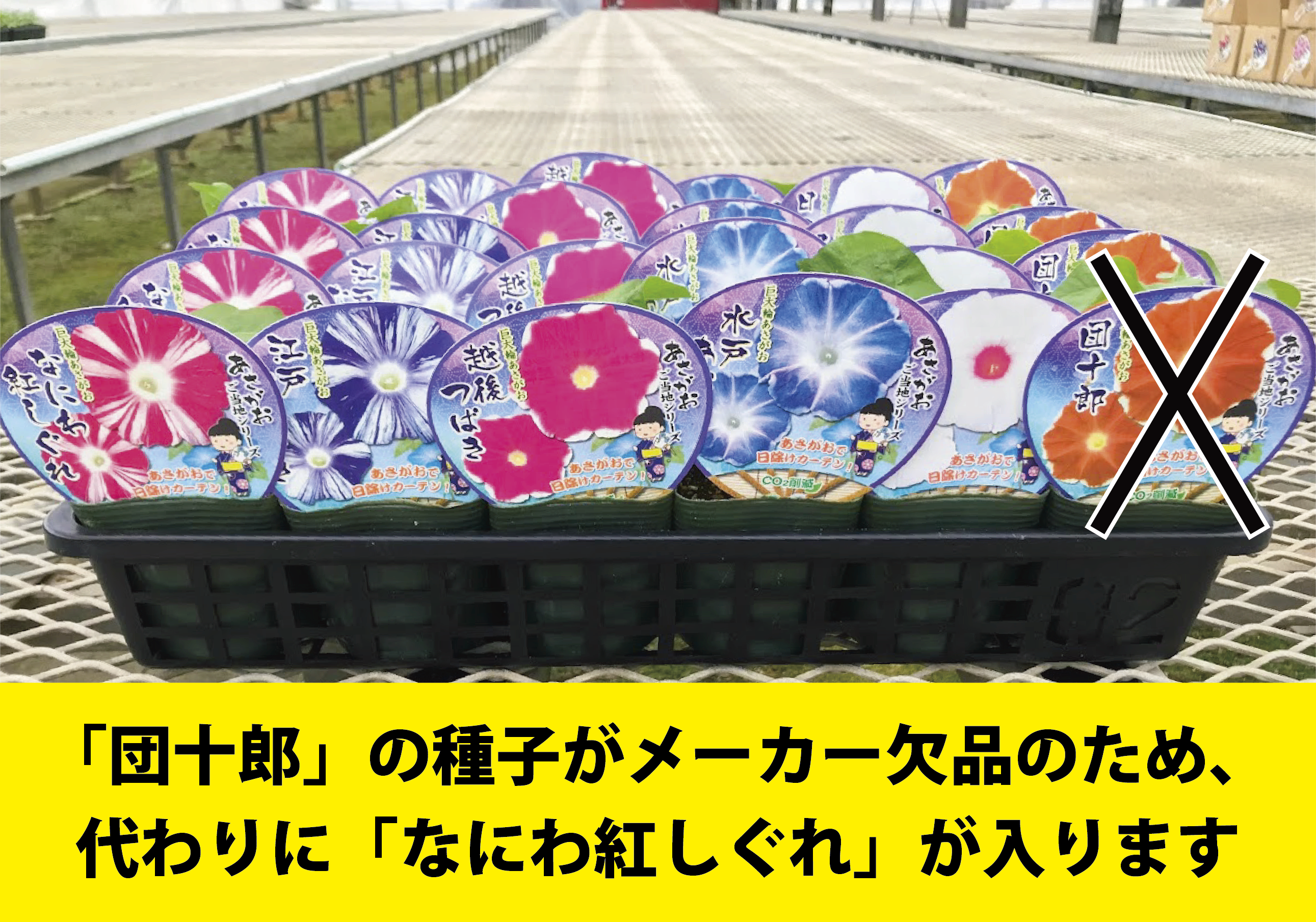 【26春夏4月下旬納品】朝顔ご当地シリーズ5品種アソート