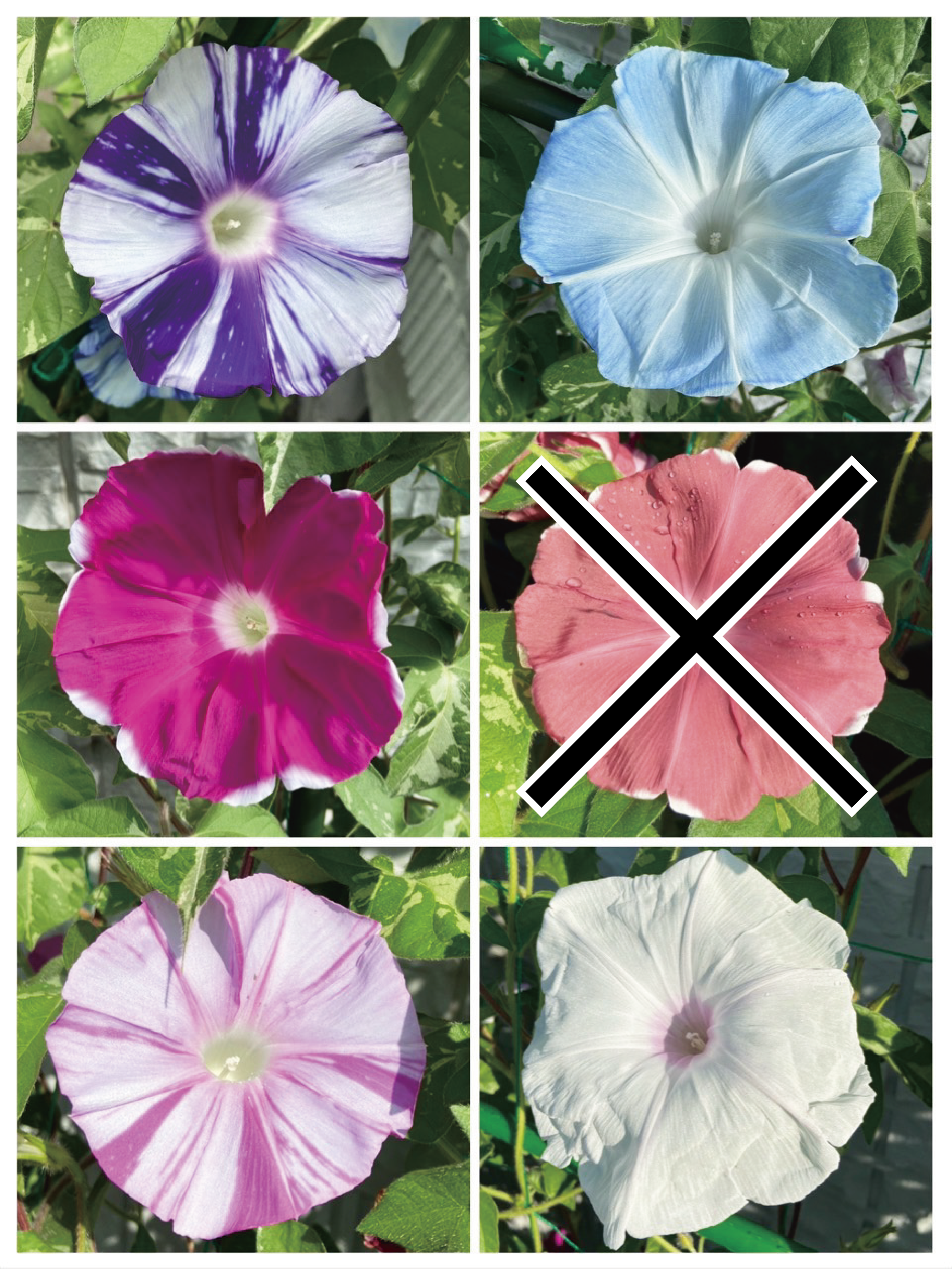 【26春夏5月上旬納品】朝顔ご当地シリーズ5品種アソート