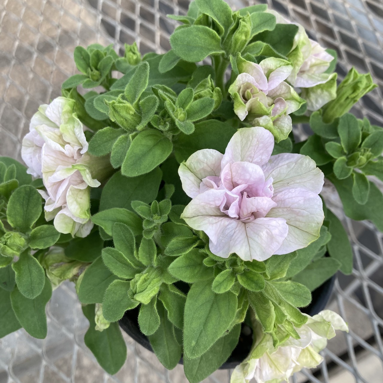 【26春夏5月上旬納品】ペチュニアてまり