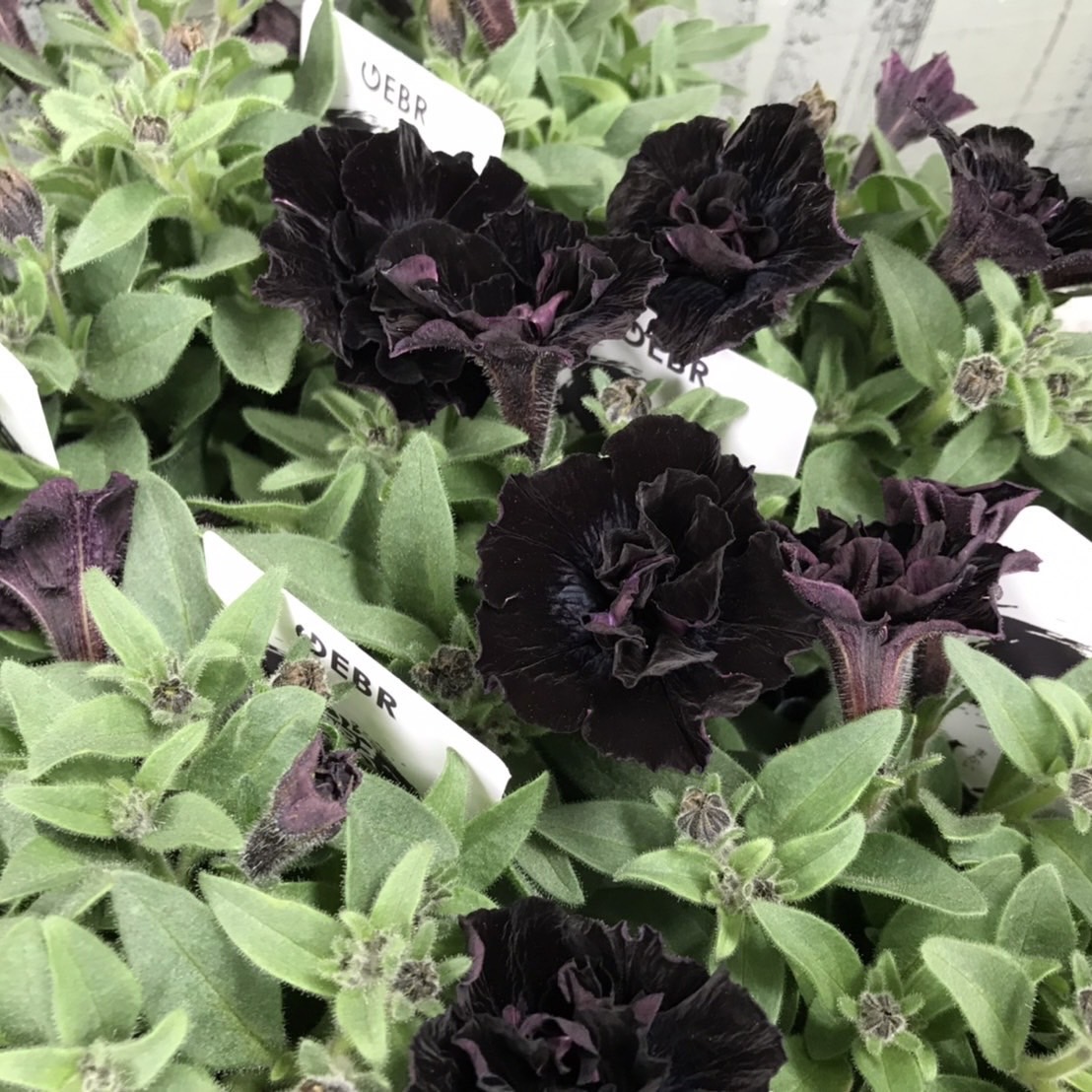 【26春夏5月下旬納品】ペチュニアてまり