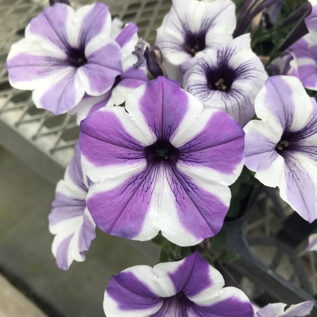 【26春夏4月下旬納品】ペチュニアフォルテ