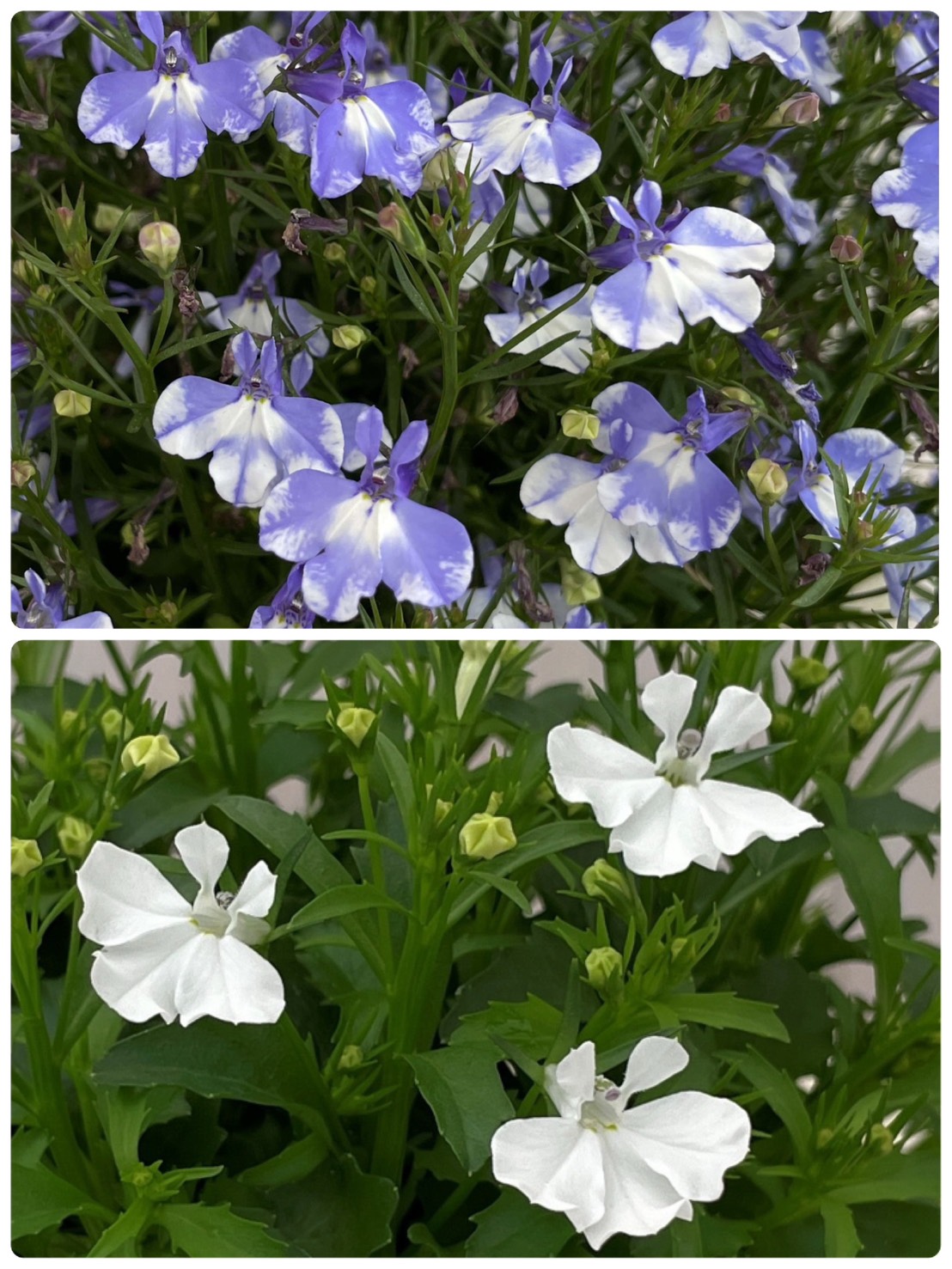 【26春夏納品】ロベリア（ミニサイズ）