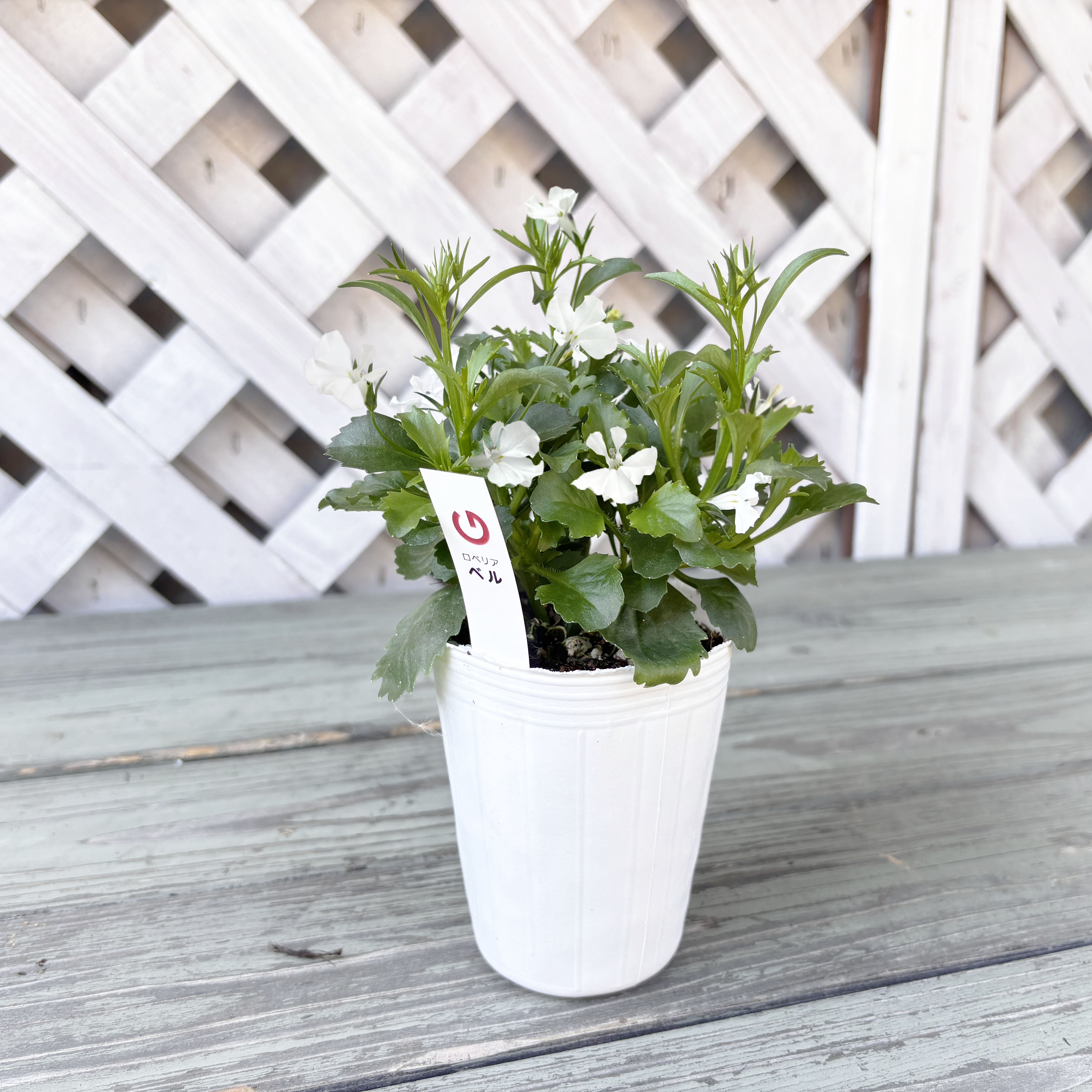 【26春夏納品】ロベリア（ミニサイズ）