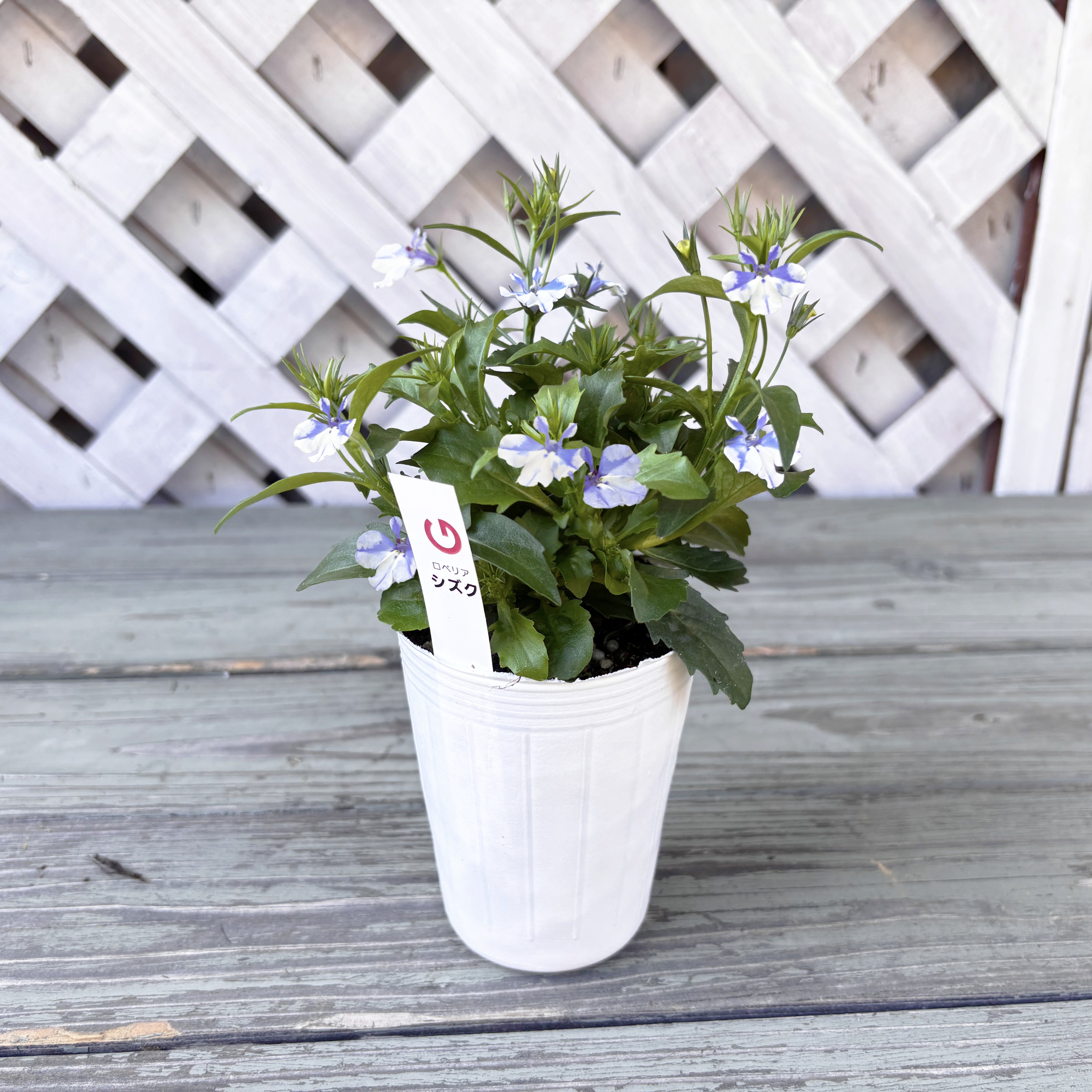 【26春夏納品】ロベリア（ミニサイズ）