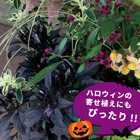 【25秋冬9月下旬納品】悪魔の爪