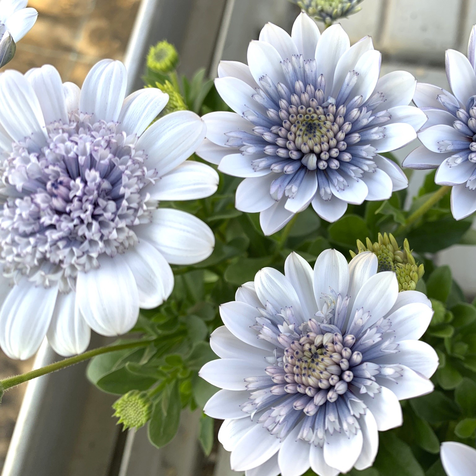 【27春夏3月中旬納品】オステオスペルマム　ダブルロマンシリーズ①