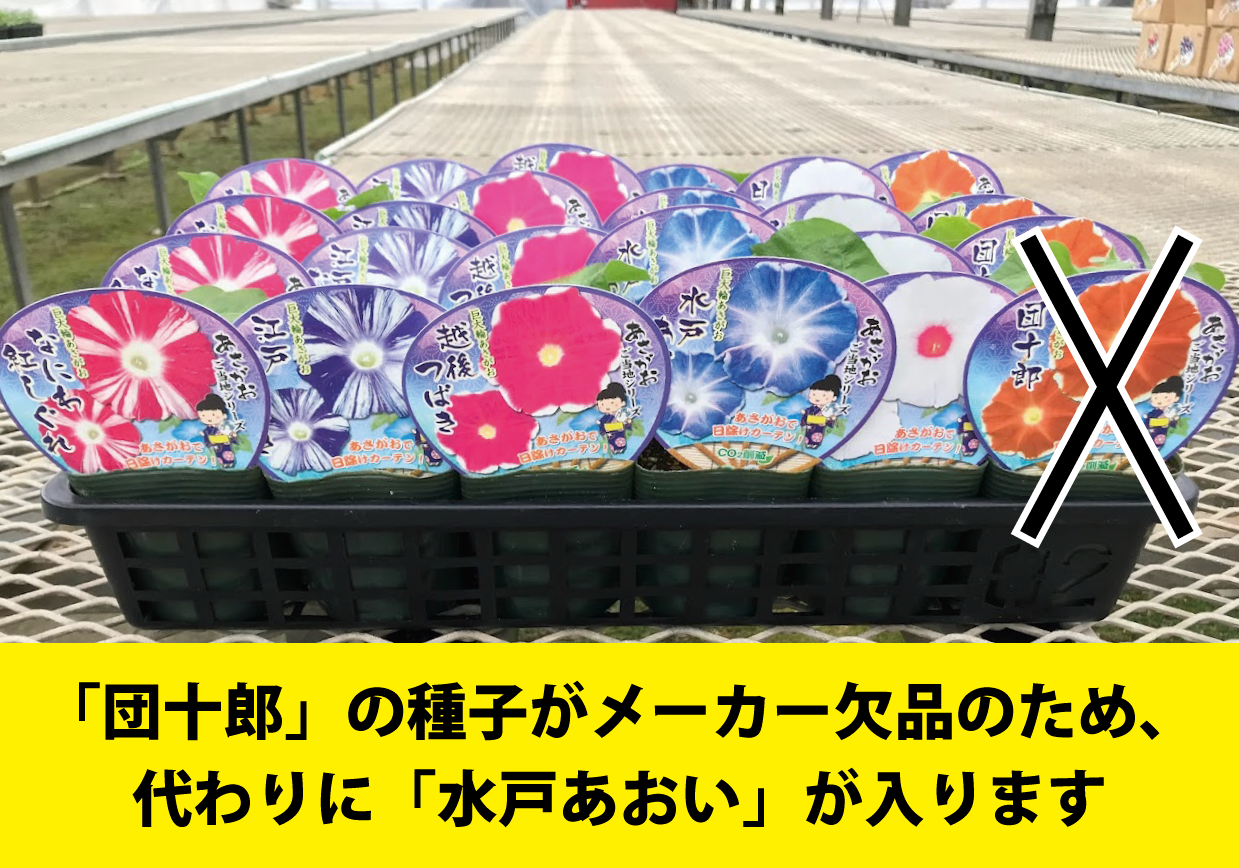 【26春夏6月中旬納品】朝顔ご当地シリーズ5品種アソート
